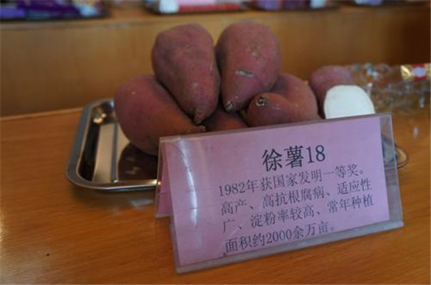 几个适合红薯淀粉加工专用的高淀粉型红薯品种
