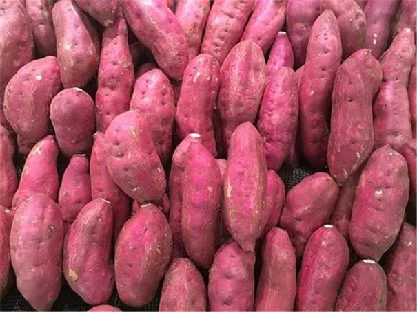 红薯淀粉加工行业发展困境与社会效益分析