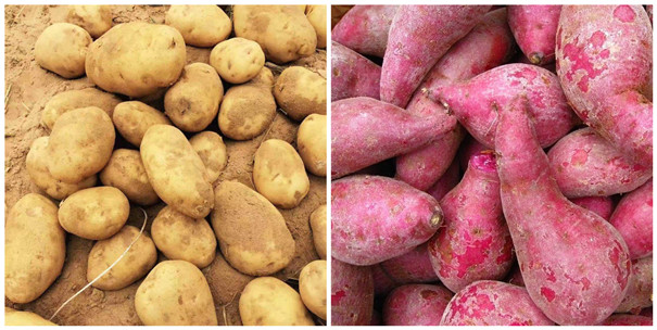 高产的红薯打粉机，1小时就出来5吨，产量是原来的好几倍！